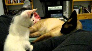 Kitten plays with big cat. by theYoungNastyMan 781 views 12 years ago 41 seconds