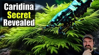 Caridina Care, Breeding, Baby Shrimp, Water Changes, Tips and Secrets Revealed.