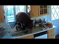 Hungry bear breaks through california kitchen window for mms