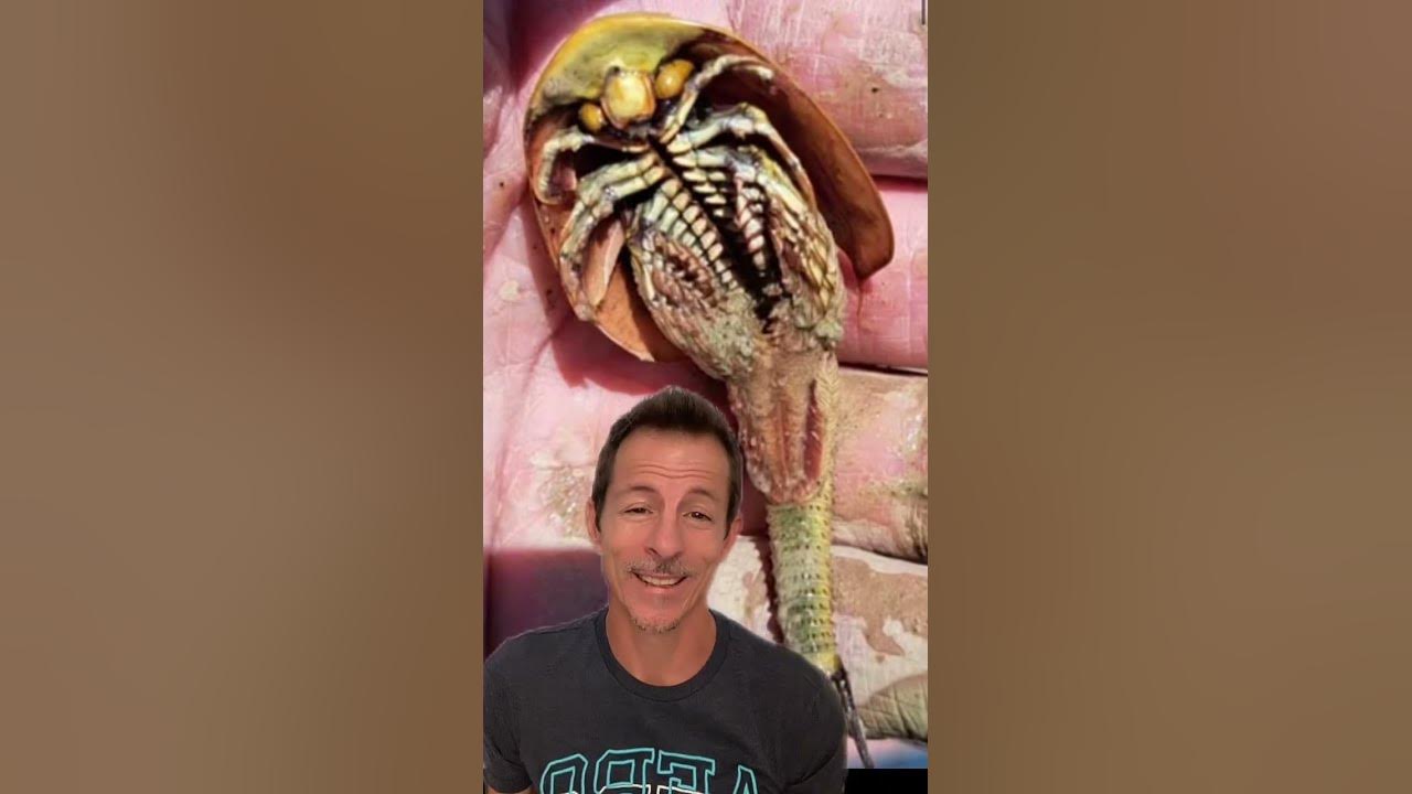 Three eyed dinosaur, shrimp, waking up at burning man burningman2023 