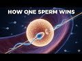 How Sperm Finds the Egg in the Fallopian Tube | Real Science Explained | MedLifeLink