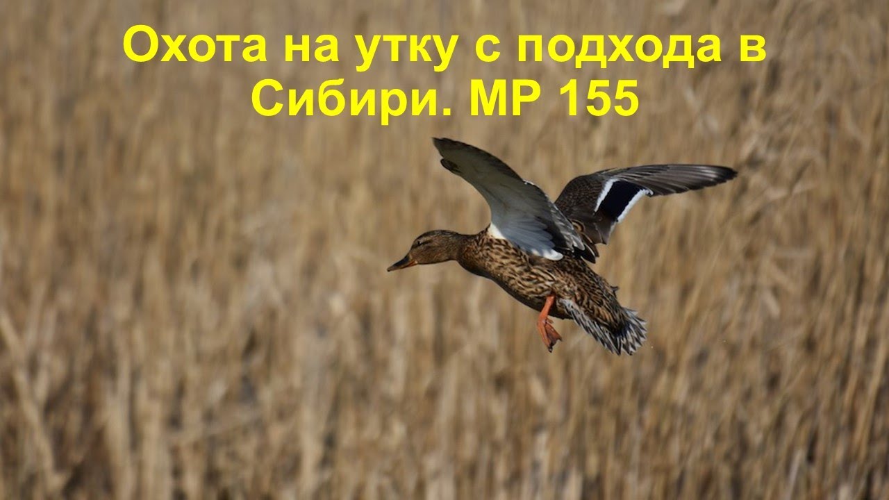 Охота на утку с подхода в Сибири. МР 155