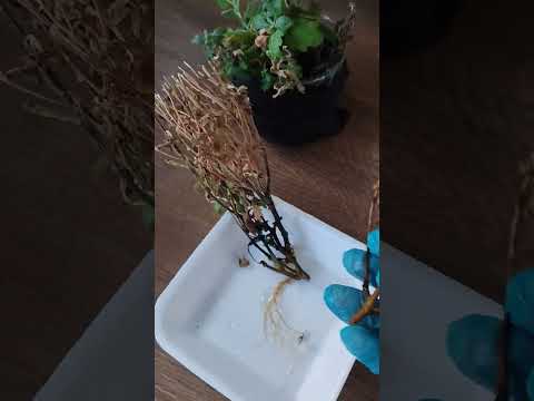 Kasımpatı çiçeği dalından köklenirmi 