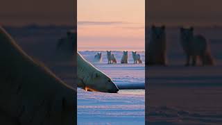 Polar Bear Vs Pack Of Arctic Foxes The Standoff Nobody Expected