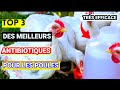 Mes 3 meilleurs antibiotiques pour le traitement de nimporte quel maladie chez les poules