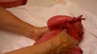 Noah Samuel Bates - First Bath