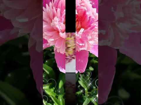 Добрый вечер 🌙 #flowers #garden #пожеланиядрузьям #добрыйвечер #подпишись