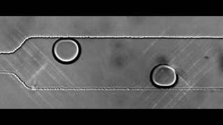 microfluidic pin-ball