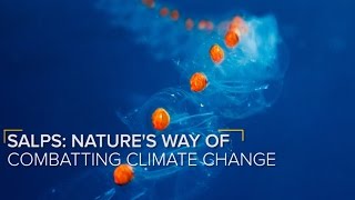Natures Weapon Against Climate Change