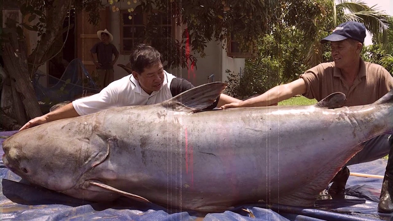 worlds largest fish ever caught on rod and reel