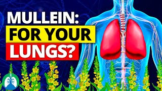 How to Detox and Cleanse Your Lungs with Mullein ❓