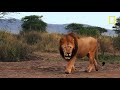 Les lions sont imposants mais ce sont les lionnes qui font la loi Mp3 Song