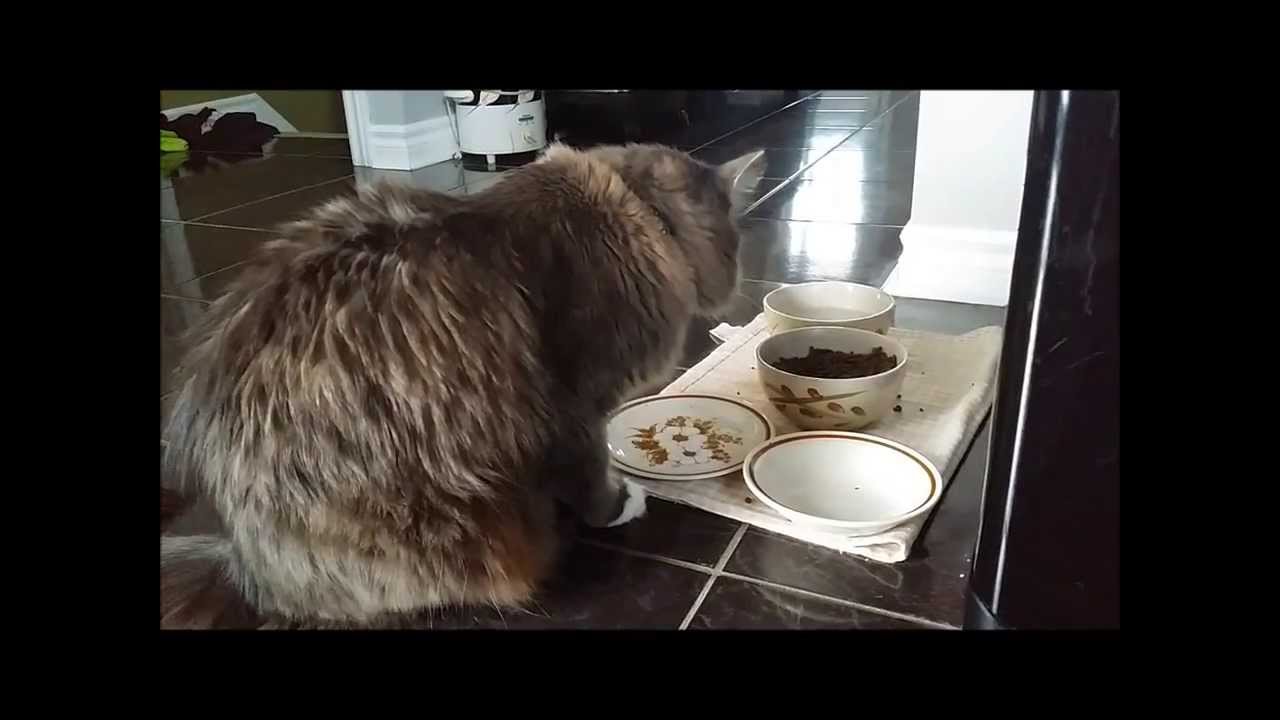  Why  does  my  Maine coon cat  eat  like  this YouTube