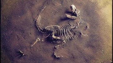 Unveiling The Bones Of Prehistoric Dinosaurs | Dino Hunt | Real Wild