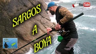 Sargos a boya en el cantábrico