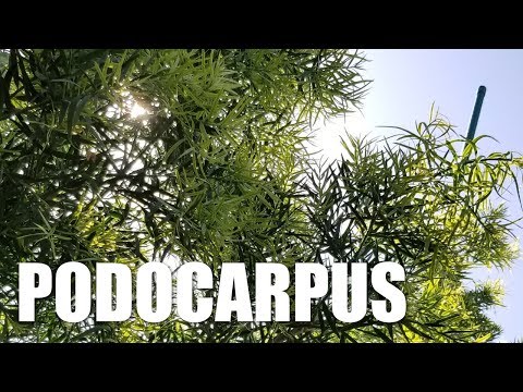 Video: Fern Pine-informatie - Hoe Fern Pines in het landschap te groeien