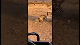 Leopard and Hyena Locked in Brutal Fight Over Fresh Kill #wildlife #shorts