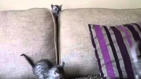 Video 1293811: silver egyptian mau kittens, egyptian mau kitten playing
