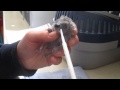 Baby hedgehogs or hoglets being hand fed at the gspca in guernsey