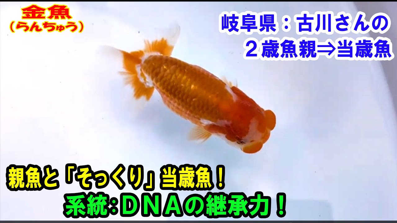 Yahoo!オークション の落札相場 (金魚) 「らんちゅう村」らんちゅう Yahoo!オークション の落札相場 (金魚) 「らんちゅう村」らんちゅう