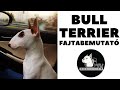 A Bull Terrier (Bullterrier) fajtabemutató! DogCast TV!