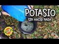 Un POTENTE Fertilizante De POTASIO Sin Hacer NADA!!!! || La Huertina De Toni