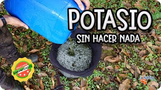 Un POTENTE Fertilizante De POTASIO Sin Hacer NADA!!!! || La Huertina De Toni