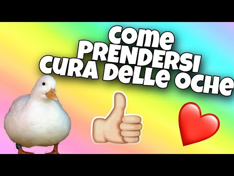 Video: Come Prendersi Cura Delle Oche Domestiche