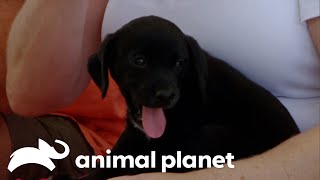 Adorable Puppy Breaks Rescue Dog Out of Her Shell | Pit Bulls & Parolees | Animal Planet