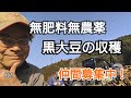 無肥料無農薬　黒大豆の収穫
