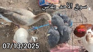 كلشي فالسوق 💣 الحبوب الحمام الدجاج وطيور الزينة سوق الاحد باب الڭيسة بفاس07/12/2025 👇🏻