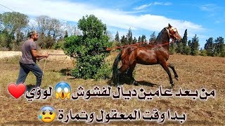 #خدم_جدعك_بديكواخيرا الفيديوا الذي يبحث عنه الجميع كيفية ترويد الخيول العربية البربرية 