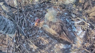 Rétisas fészekkamera - DINPI - White-tailed Eagle nest