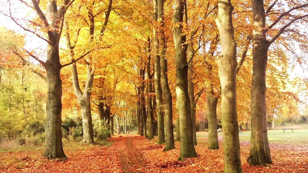 Watch DjSadhu - Roots on YouTube Watch DjSadhu - Roots on YouTube