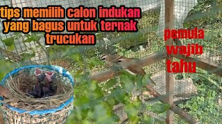 Cara Berternak burung trucukan yang benar Agar cepet produk