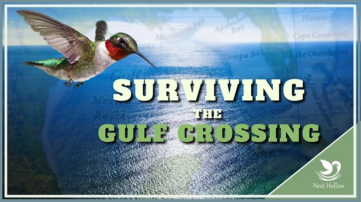 Hummingbird Migration: 5 Ways To Survive Gulf of Mexico Crossing