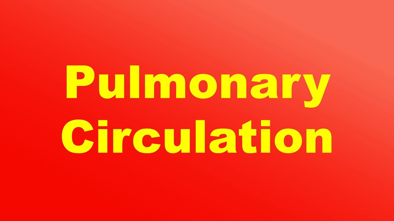Pulmonary Circulation Definition and Function YouTube