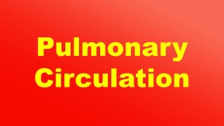 Pulmonary Circulation Definition and Function