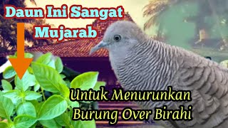 Manfaat Daun Kemangi Untuk Menurunkan Burung Perkutut Over Birahi @mangoendjoyochannel8053