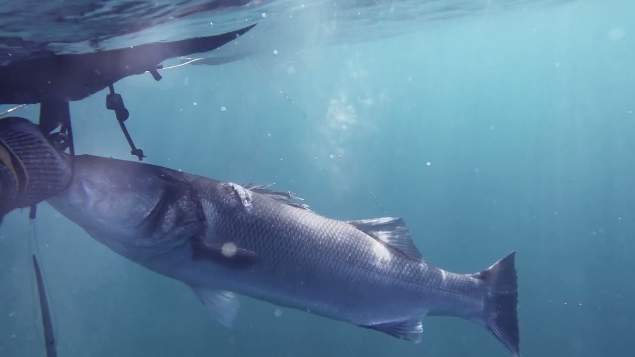 Tα χειμωνιάτικα λαβράκια