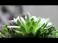 多肉植物図鑑 ロスラリア属「プラティフィラ」トルコ原産Succulent plants Sed