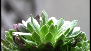 多肉植物図鑑 ロスラリア属「プラティフィラ」トルコ原産Succulent plants Sed