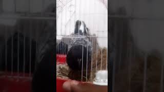 Black Berd
