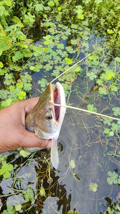 Boal fishing