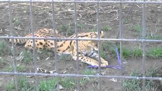 Serval Cat Playing by Silver Cross Fox 1,415 views 11 years ago 3 minutes, 2 seconds