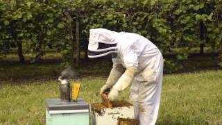 AFB elimination 7 - Inspecting a hive for AFB