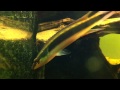 Crenicichla sp orinoco