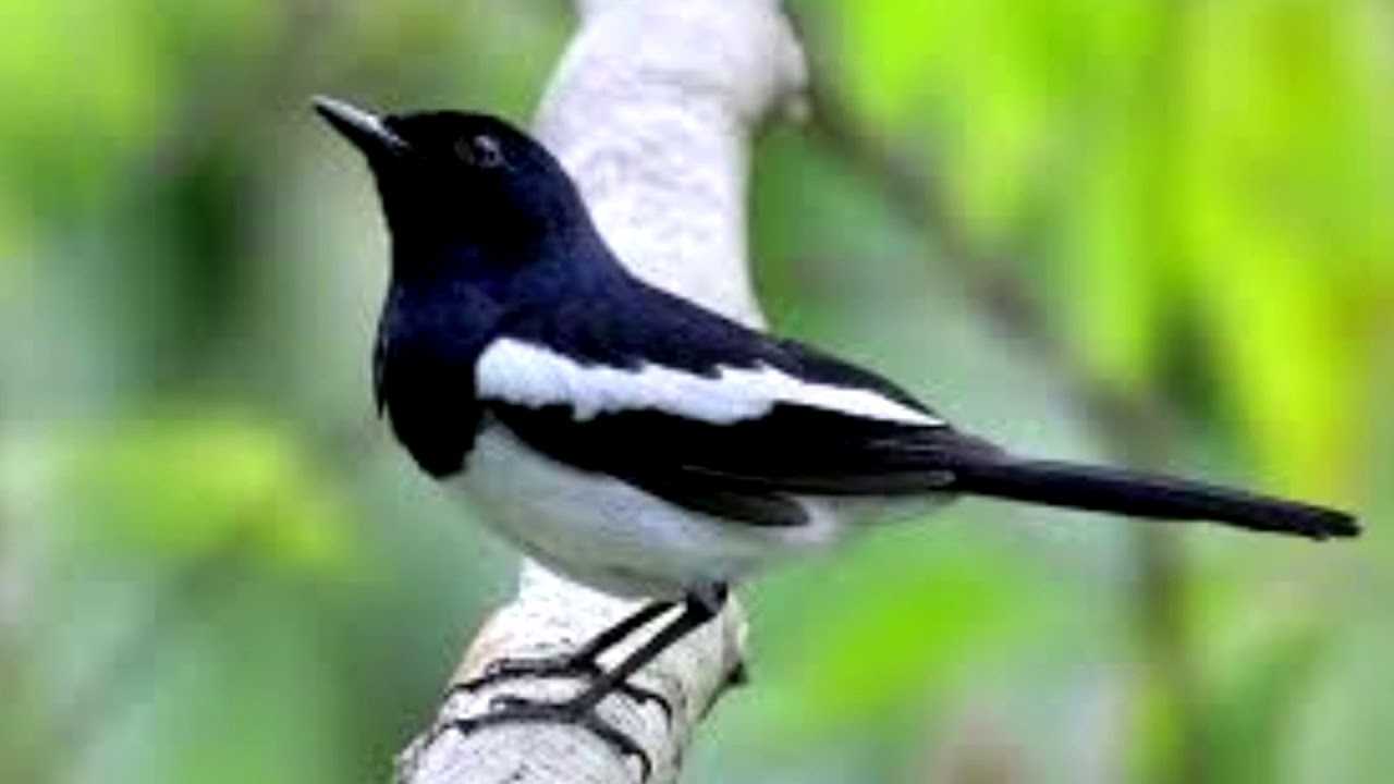 MASTERAN BURUNG KACER DAN MURAI BATU 