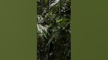 سورة النمل 93 | ﴿وَقُلِ الْحَمْدُ لِلَّهِ سَيُرِيكُمْ آيَاتِهِ فَتَعْرِفُونَهَاۚ ﴾ 🌿#قران_كريم