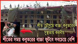 শীতের সময় কবুতরের বাচ্চা ফুটবে সবচেয়ে বেশি | কবুতরের বাচ্চা কে শীত মৌসুমে খুব দ্রুত বড় করার উপায়